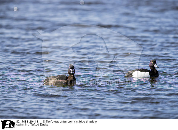 swimming Tufted Ducks / MBS-20413