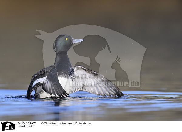 Reiherente / tufted duck / DV-03972