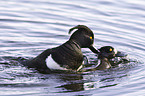 pairing tufted ducks