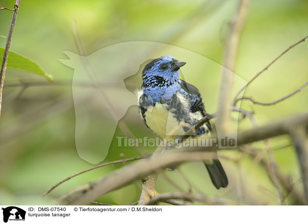 Trkistangar / turquoise tanager / DMS-07540