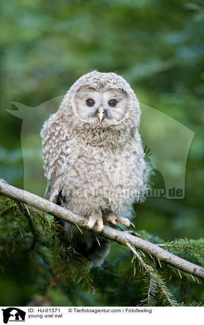 young ural owl / HJ-01571