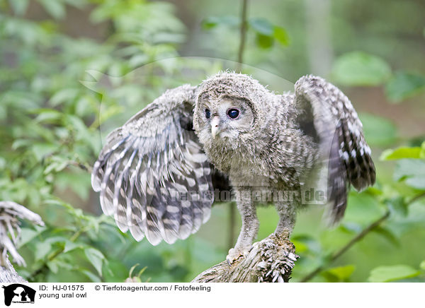 young ural owl / HJ-01575