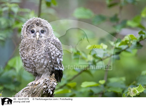 young ural owl / HJ-01576