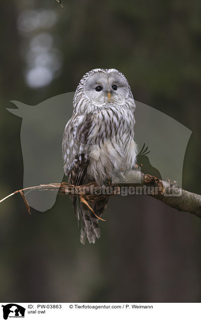 ural owl / PW-03863