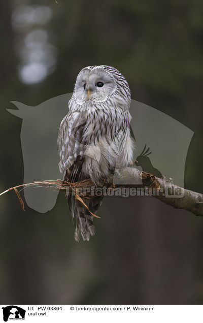 ural owl / PW-03864