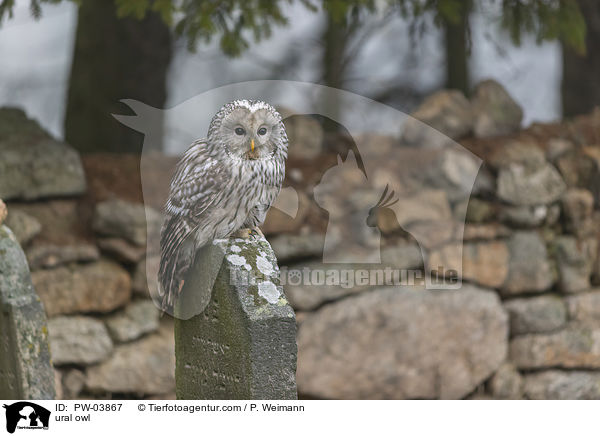 ural owl / PW-03867