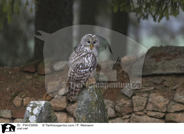 ural owl / PW-03868