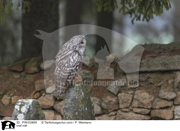 ural owl / PW-03869