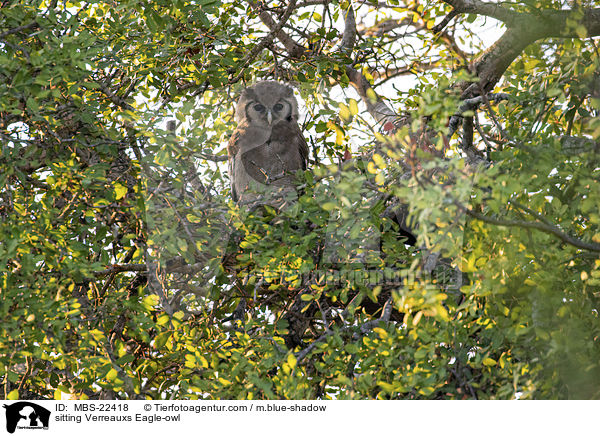 sitzender Milchuhu / sitting Verreauxs Eagle-owl / MBS-22418