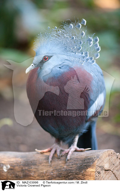 Fchertaube / Victoria Crowned Pigeon / MAZ-03996