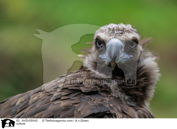 vulture / AVD-05042