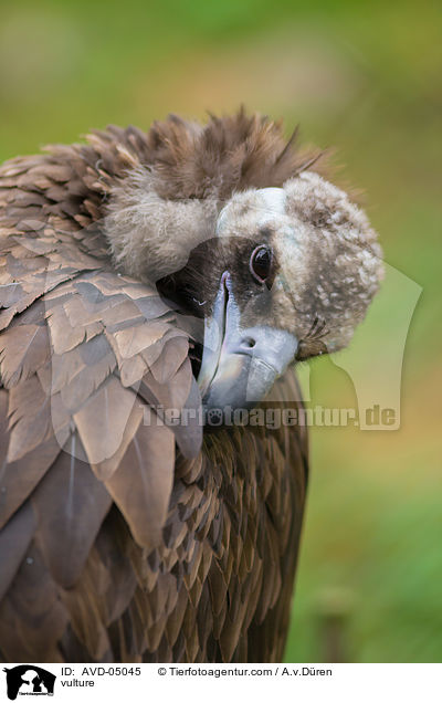 vulture / AVD-05045