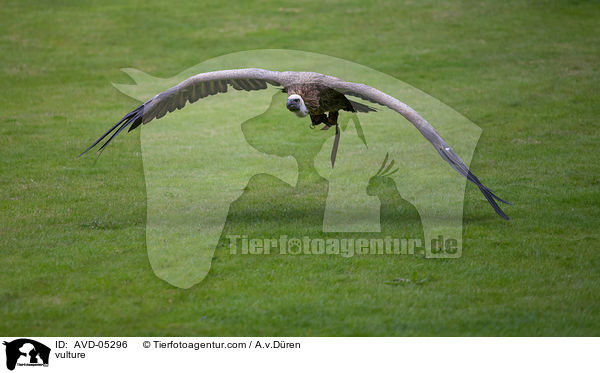 vulture / AVD-05296