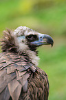 vulture