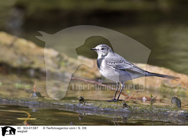 Bachstelze / wagtail / SO-01387
