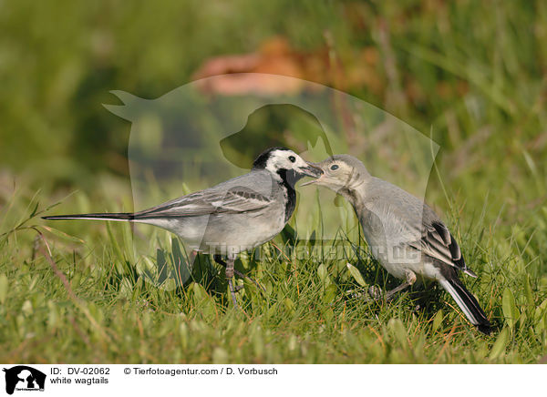 white wagtails / DV-02062