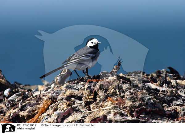 white wagtail / FF-01017