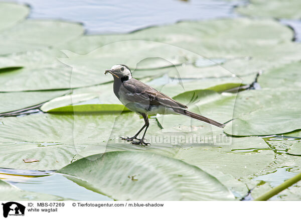 white wagtail / MBS-07269