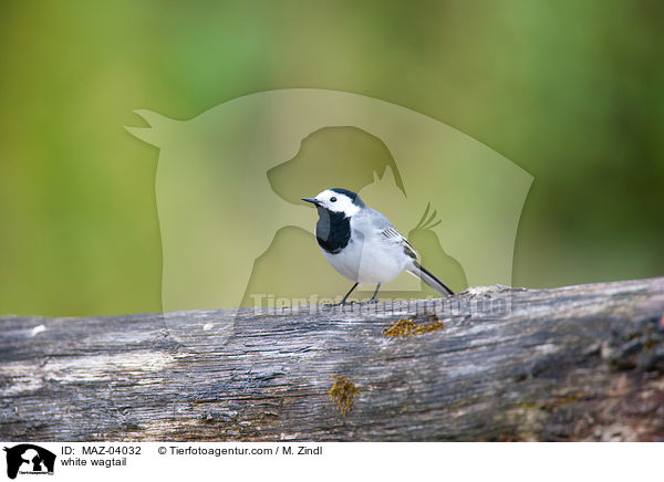 white wagtail / MAZ-04032
