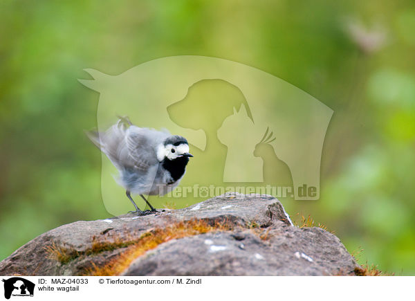 white wagtail / MAZ-04033