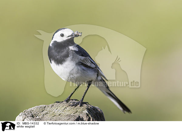 white wagtail / MBS-14332