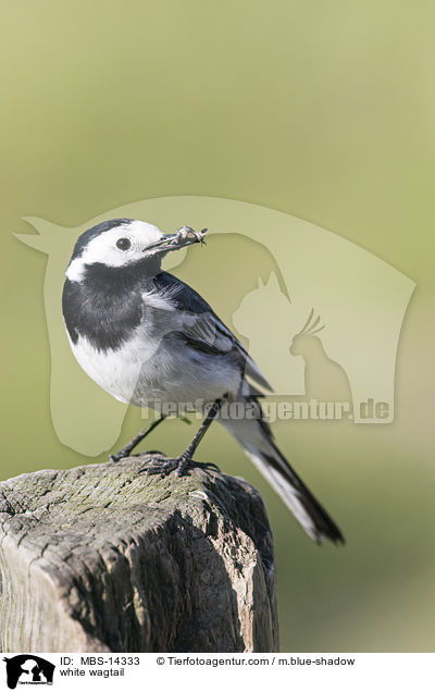 white wagtail / MBS-14333