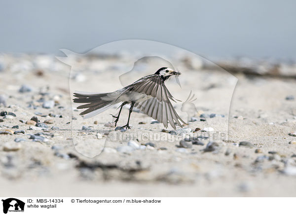white wagtail / MBS-14334