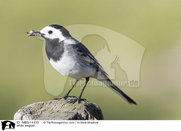 white wagtail / MBS-14335