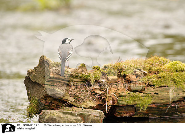 white wagtail / BSK-01145
