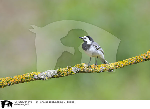 white wagtail / BSK-01146