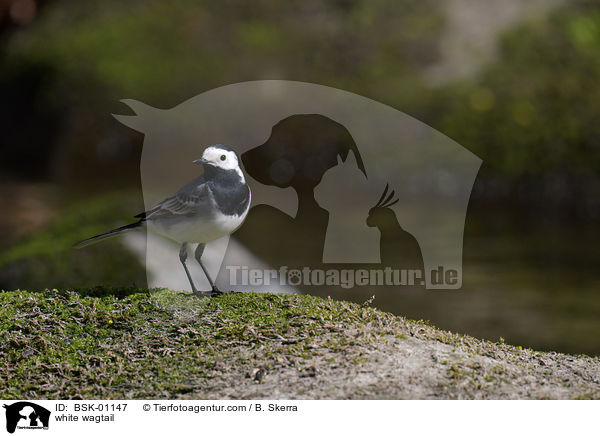 white wagtail / BSK-01147