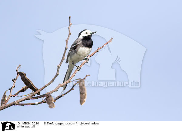 white wagtail / MBS-15620