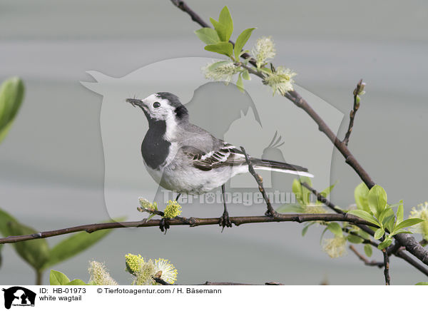 white wagtail / HB-01973
