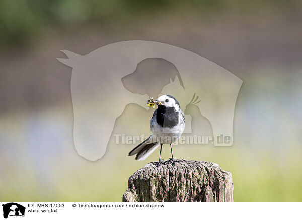 white wagtail / MBS-17053