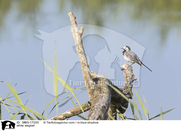 white wagtail / MBS-17055
