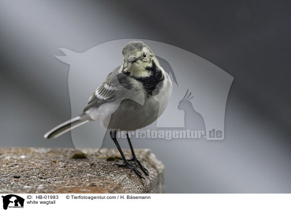 white wagtail / HB-01983