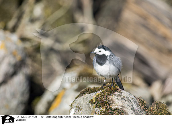 Wagtail / MBS-21499