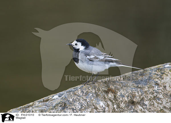 Wagtail / FH-01010