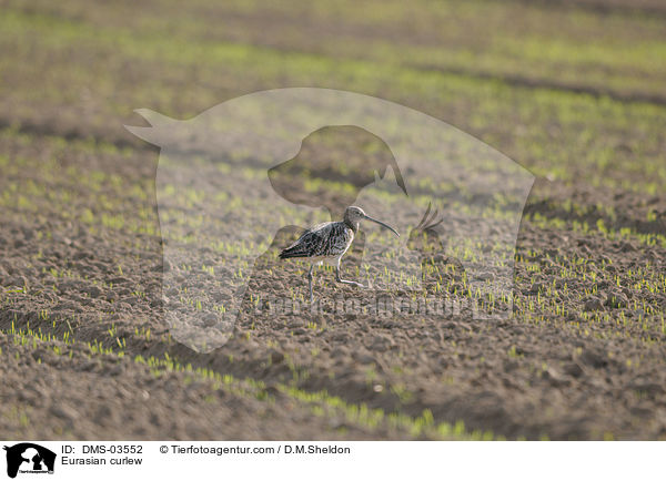 Eurasian curlew / DMS-03552