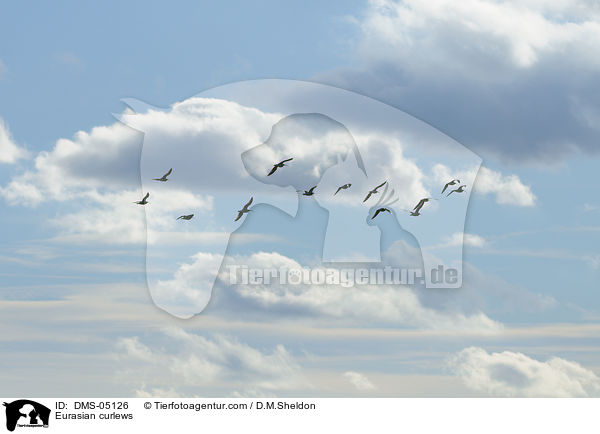 Eurasian curlews / DMS-05126