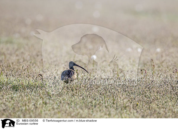 Eurasian curlew / MBS-09556