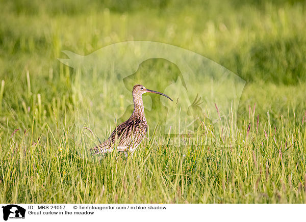 Groer Brachvogel auf der Wiese / Great curlew in the meadow / MBS-24057