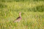 Great curlew in the meadow