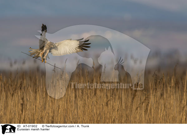 Eurasian marsh harrier / AT-01902