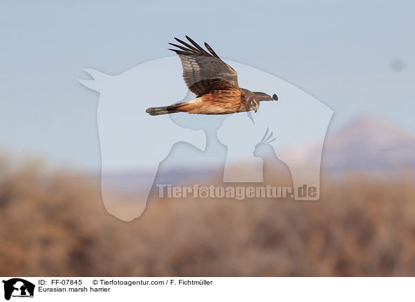 Rohrweihe / Eurasian marsh harrier / FF-07845