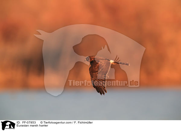 Rohrweihe / Eurasian marsh harrier / FF-07853