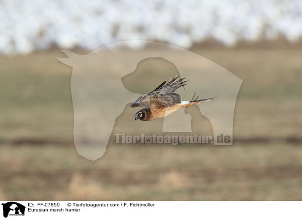 Rohrweihe / Eurasian marsh harrier / FF-07859