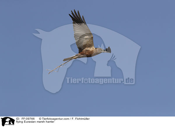 fliegende Rohrweihe / flying Eurasian marsh harrier / FF-09766