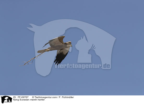 fliegende Rohrweihe / flying Eurasian marsh harrier / FF-09767