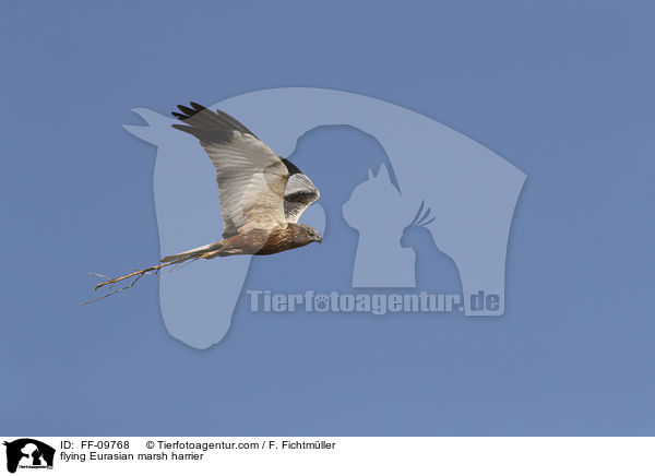 fliegende Rohrweihe / flying Eurasian marsh harrier / FF-09768